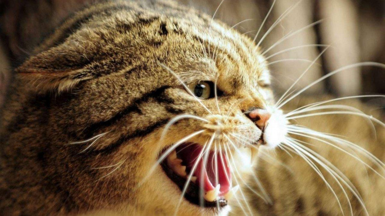 Сказ дістався Кам’янського: кіт напав на своїх господарів та завдав їм ушкоджень - подробиці