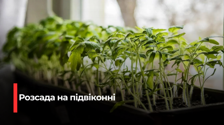 Більше не «ниточки»: як виростити розсаду-гіганта на підвіконні за допомогою копійчаного засобу