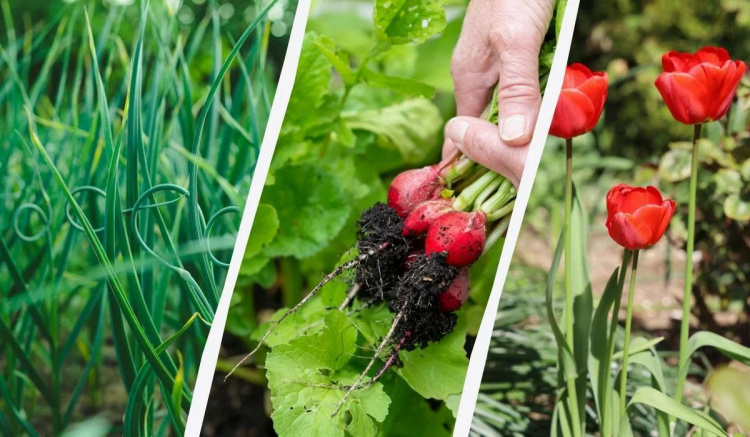 Посівна під загрозою заморозків: що можна садити на городах Дніпропетровщини вже наприкінці березня