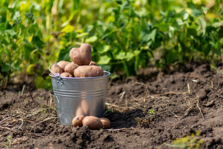 Картопля крупна, а врожай багатий: що необхідно покласти до лунки при посадці корнеплода, щоб здивувати сусідів по дачі
