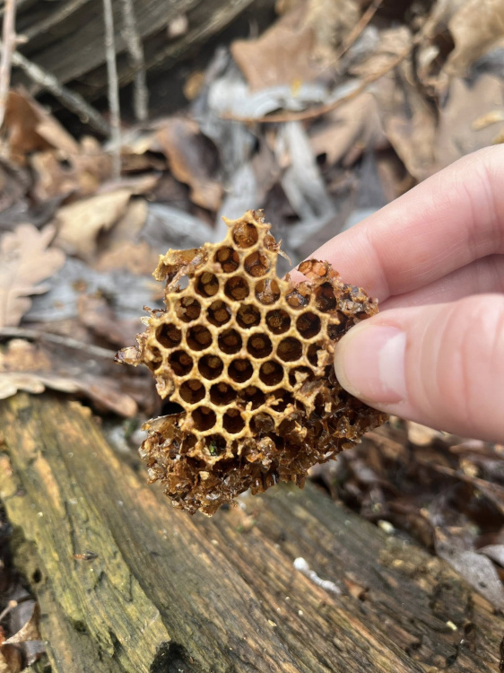 Секрети лісового дупла: на Дніпропетровщині знайшли дикі медові соти