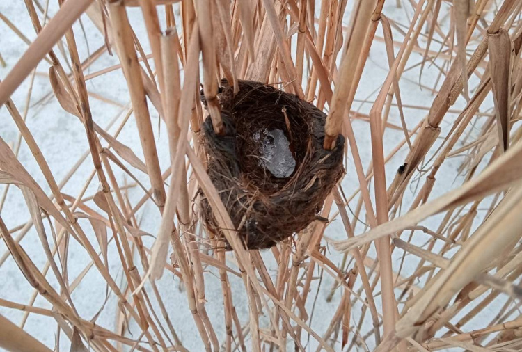 На Дніпропетровщині очеретянка будує унікальні гнізда-кошики на воді