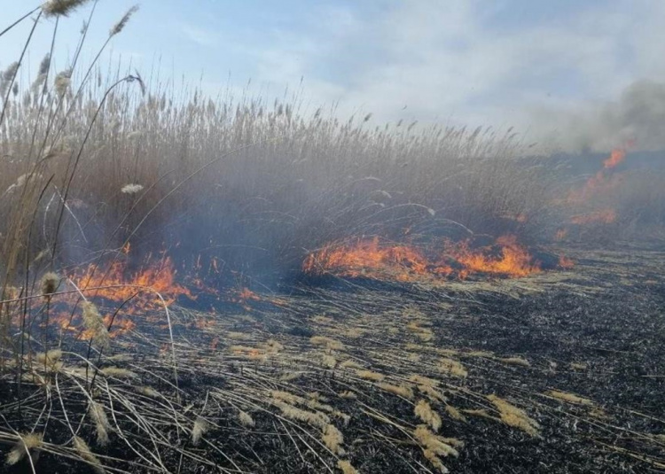 За крок від катастрофи: рятувальники загасили пожежу біля кам'янського притулку для тварин