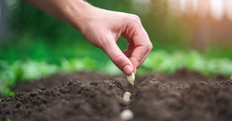 Березень на городі: що терміново потрібно зробити жителям Кам'янського, щоб не залишитися без врожаю