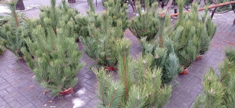 Новорічні ярмарки стартують: офіційні адреси, де у Кам’янському продаватимуть натуральні ялинки