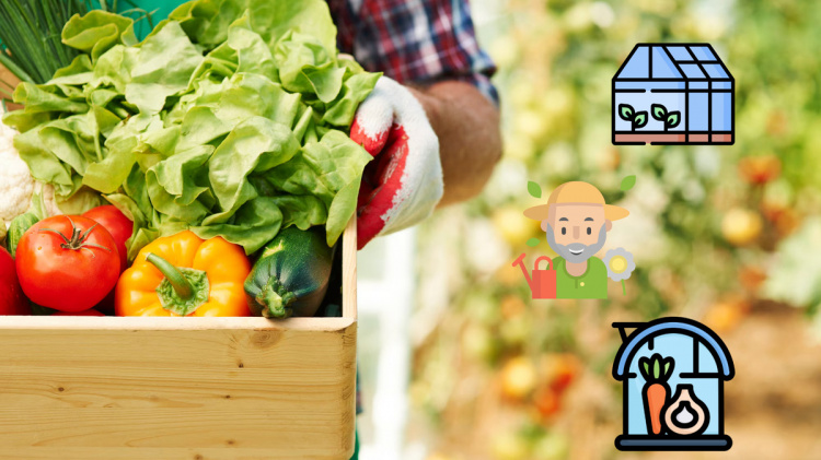 Посівний календар на травень 2026: сприятливі дні для робіт на городі