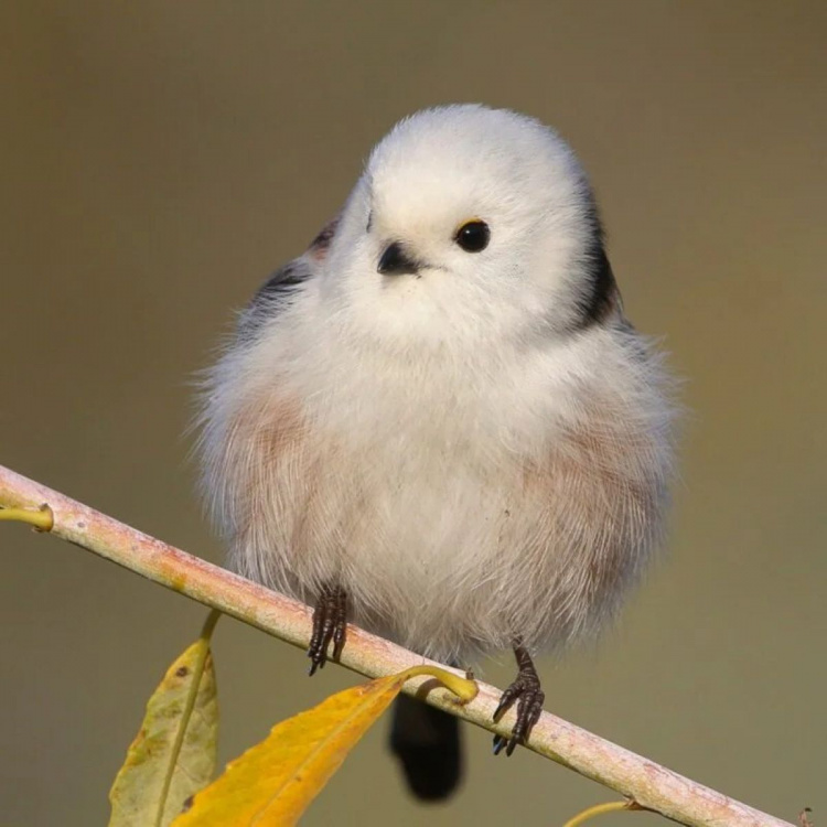 На Дніпропетровщині помітили дивних «сніжних кульок»: що це за істоти та чому вони з’явилися саме зараз