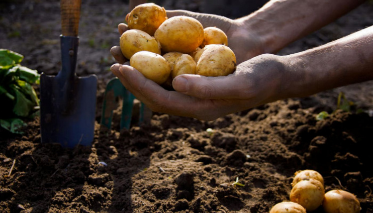 Головна помилка ранньої посадки: коли жителям Кам’янського закладати картоплю у 2026 році