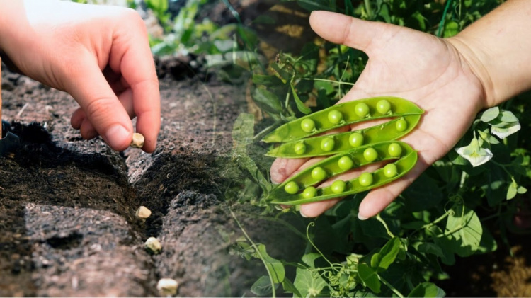 Саджаємо горох у квітні: найвитриваліший овоч для мінливого клімату Дніпропетровщини