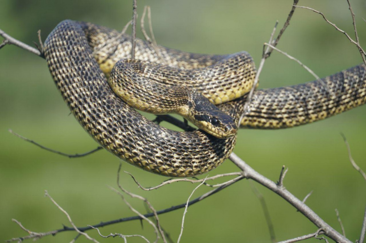 На Дніпропетровщині помічено одну з найбільших змій України: чому унікальний плазун під загрозою зникнення