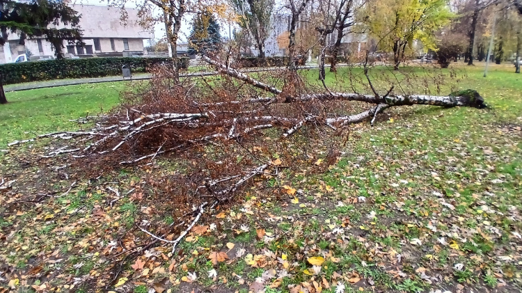 Кам’янське атакує злива: ґрунт просідає, дерева падають просто на очах