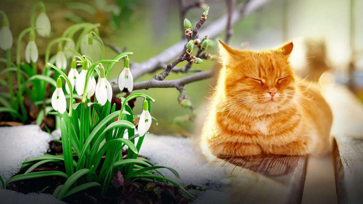 Як плавно перейти від зими до весни: поради з різних сфер життя