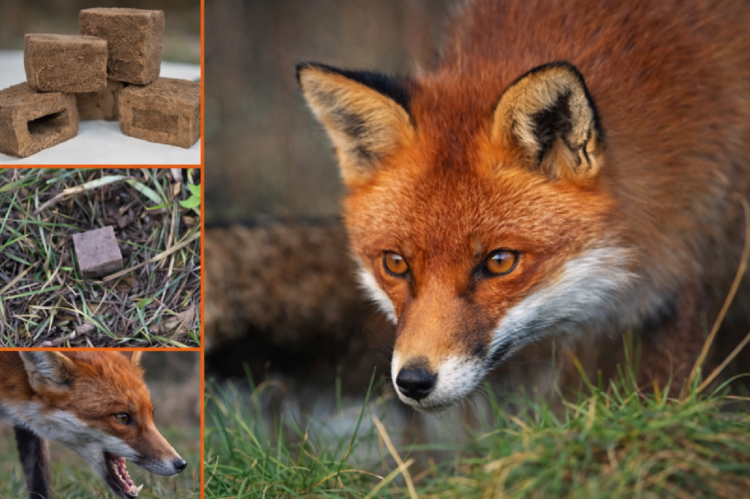Імунізація диких тварин: у шести районах Дніпропетровщини розпочнуть вакцинацію