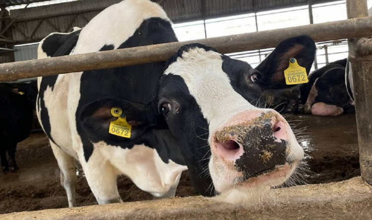 Життя після евакуації: на Дніпропетровщині рогаті "біженки" з Бахмута ставлять рекорди продуктивності 
