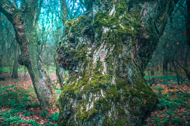 Містичний і прадавній: таємниці Колонського лісу на околиці Дніпра