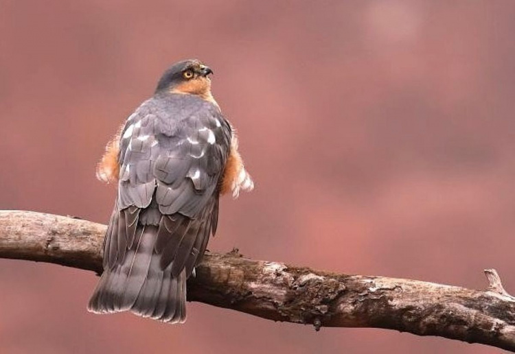 Пташка вагою зі смартфон: мережу зачарувало фото яструба малого з Дніпропетровщини