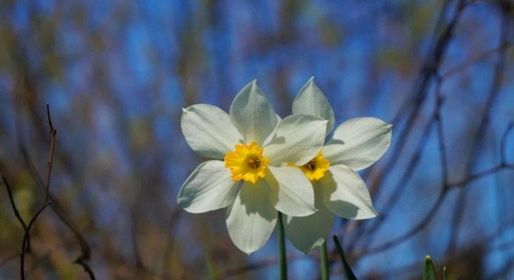 Погода у Кам’янському на тиждень з 13 по 17 квітня 2026: коли очікувати пік тепла