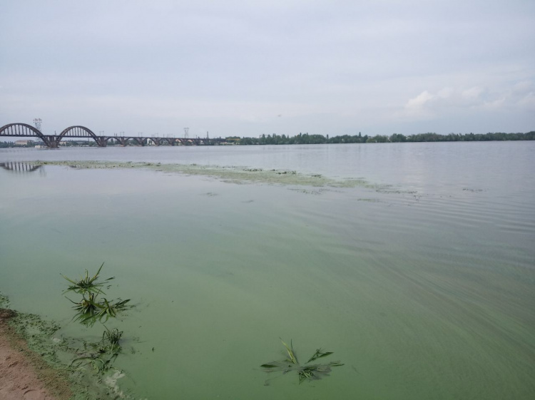 Річка Дніпро потерпає від аномальної спеки: зафіксовано позапланове цвітіння