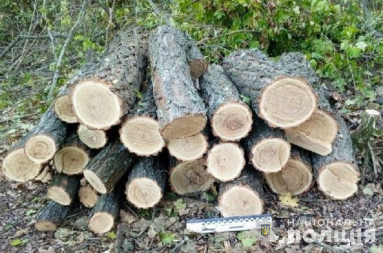 У Жовтих Водах затримали "борця з акаціями" - чоловік незаконно вирубав понад сотні живих дерев