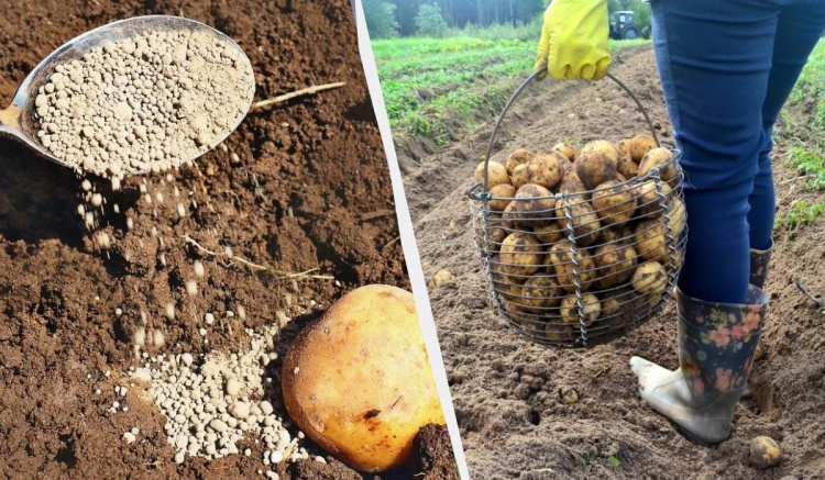 Для гарного врожаю картоплі на Дніпропетровщині: головні правила посадки, про які знають не всі
