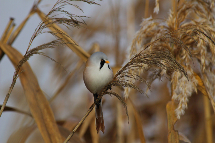 Вусаті мешканці очерету: на Дніпропетровщині зафіксували рідкісних птахів із «карнавальним» виглядом