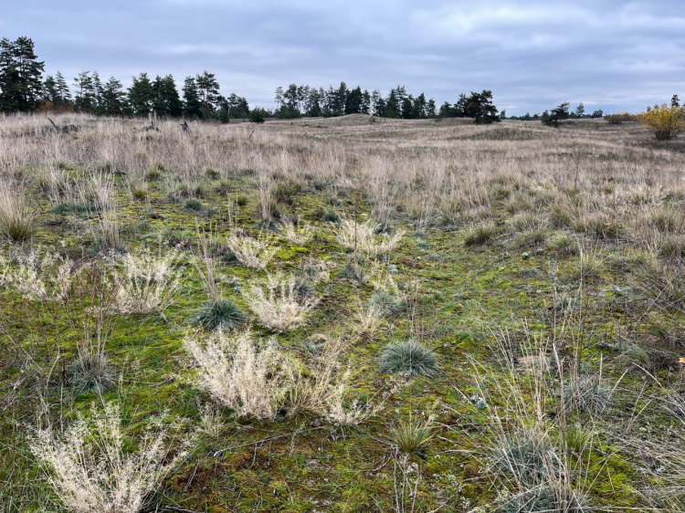 Перлина Дніпропетровщини на великому екрані: фільм про Орільські плавні може стати реальністю