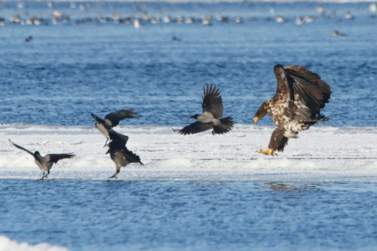 Орлани й ворони в одному кадрі: біля Кам'янського сфотографували унікальну пташину компанію