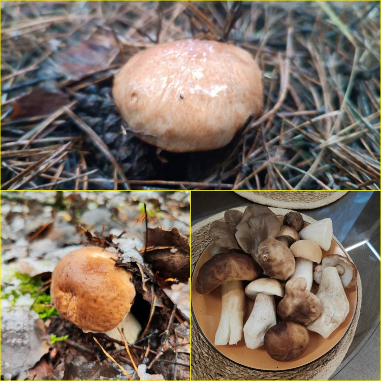 Гриби замість снігу: на Дніпропетровщині грибники досі збирають урожай через аномально теплу погоду