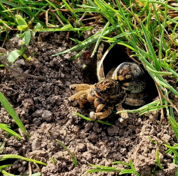 На Дніпропетровщині помітили земляних тарантулів: наскільки вони небезпечні