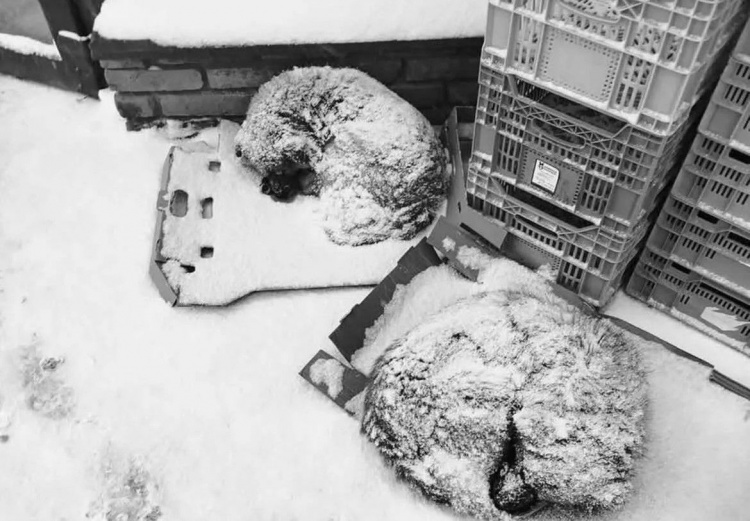 Мороз вбиває: зоозахисники закликають дозволити бізнесу впускати тварин у магазини й кафе