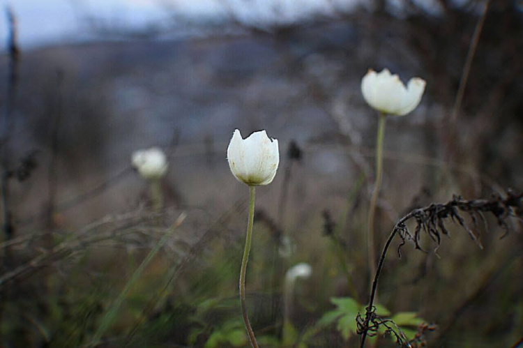 Природа дивує: на Дніпропетровщині під Новий рік розквітла лісова анемона 