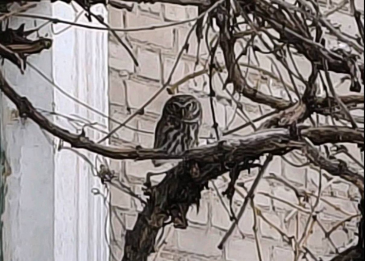 До Дитячого екологічного центру Кам’янського прилетіла сова - подробиці