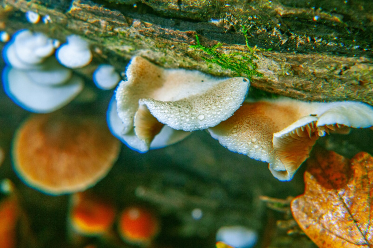 Містичний і прадавній: таємниці Колонського лісу на околиці Дніпра