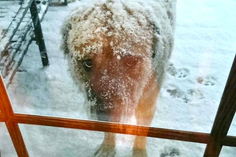 Мороз вбиває: зоозахисники закликають дозволити бізнесу впускати тварин у магазини й кафе