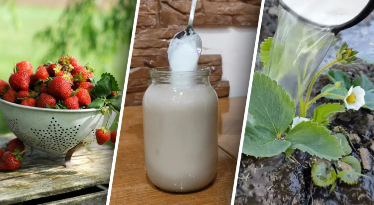 Солодка та велика: чим підгодувати полуницю у квітні на Дніпропетровщині для рекордного врожаю