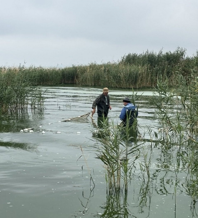 У Кам’янському водосховищі виявили незвичайних мешканців