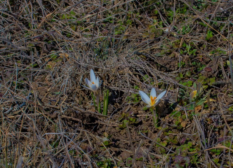 Рідкісне явище у степах: на Дніпропетровщині масово розквітли квіти з Червоної книги (фото)