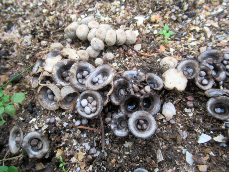 На Дніпропетровщині знайшли унікальні гриби, що нагадують пташині гнізда – подробиці