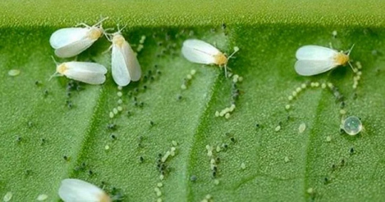 Зміна клімату та шкідники: чому врожай ріпаку на Дніпропетровщині опинився під ударом