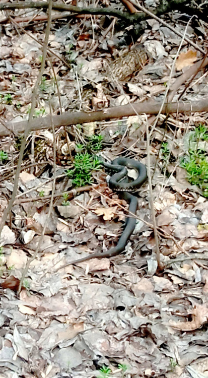 У Кам’янському помітили перших гадюк та вужів: мешканців закликають до обережності