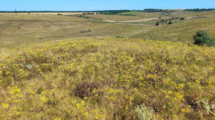 нетипові південні рослини