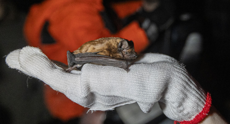 Кам’янчан запрошують на унікальну еко-подію з випуску кажанів - подробиці