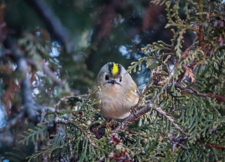 Важить як монета: на Дніпропетровщині помітили найменшу пташку Європи, яку називають «лісовим колібрі»