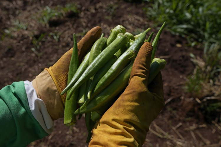 Від спаржі до винограду: що вигідно садити на піщаних землях Дніпропетровщини у 2026 році