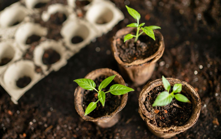 Коли жителям Дніпропетровщини сіяти томати та перець, щоб не втратити розсаду через примхи погоди