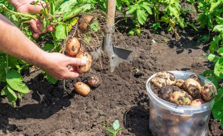 Коли копати картоплю городникам Дніпропетровщини: влучні дні та головні ознаки стиглості наприкінці серпня