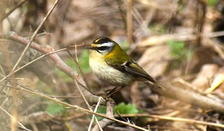 Крихітний скарб: на Дніпропетровщині оселилася українська «колібрі»