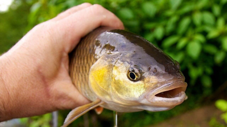 Загрожує великий штраф: у Кам'янському водосховищі не можна ловити рибу