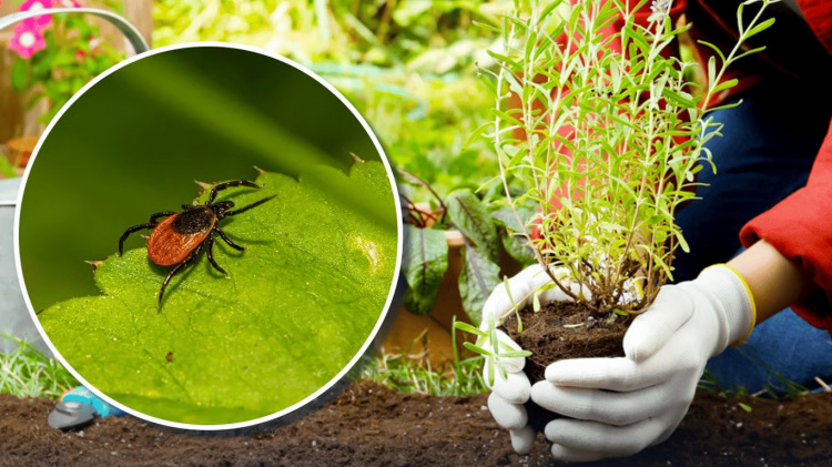 Секрет дачників: які рослини посадити на ділянці, щоб забути про кліщів