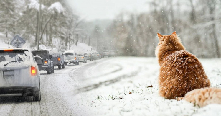 Прощавай, відлиго: синоптики попередили про температурний стрибок у Кам’янському